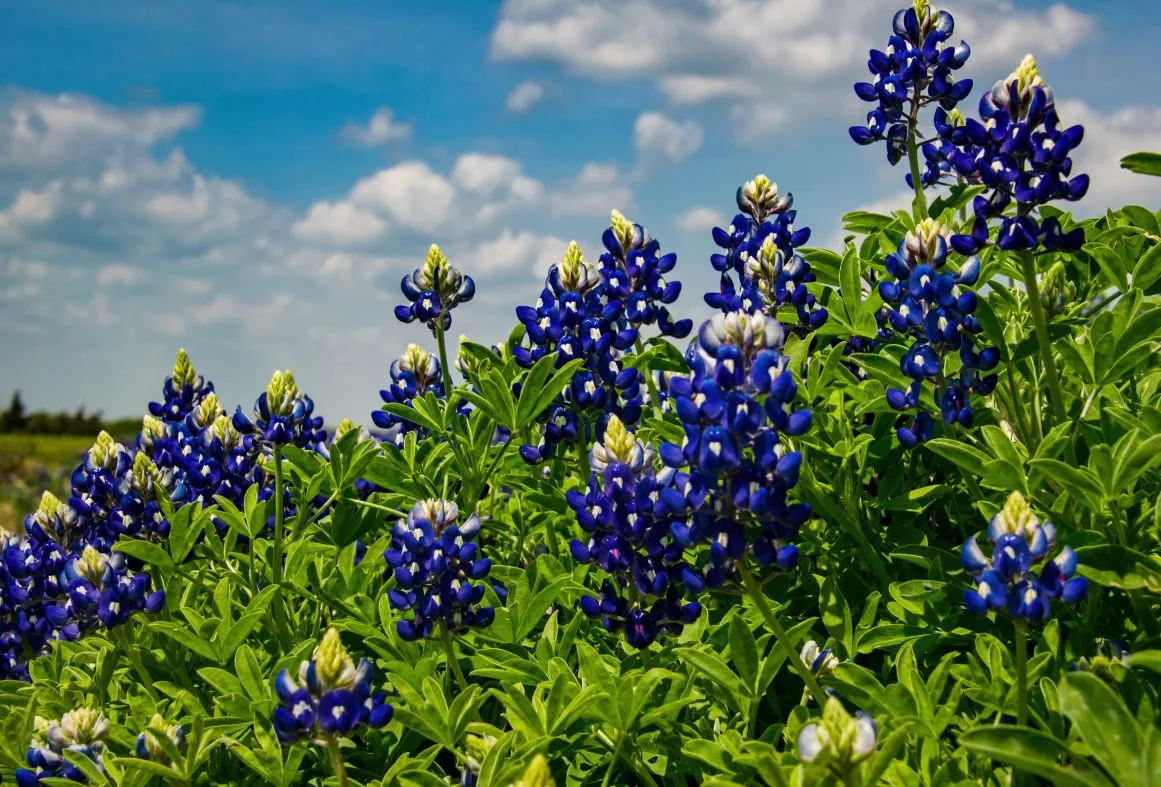 Athens Texas IT Services